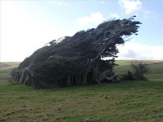 Typical conditions at Slope Point, there is an old farm house underneath these trees.