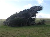 Typical conditions at Slope Point, there is an old farm house underneath these trees.: by jambopablo, Views[258]