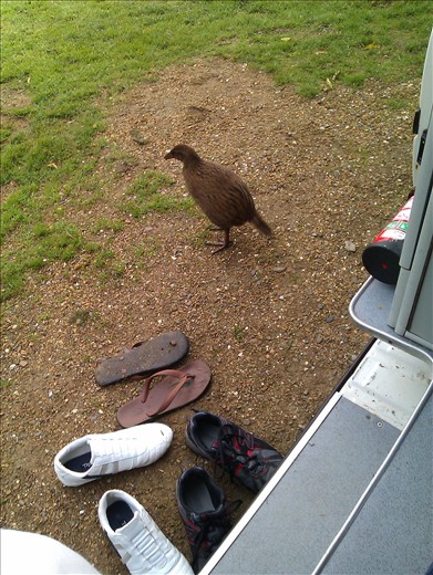 The guilty party, inquisitive Weka. Didn't touch my wine and cheese so let it off with a warning :)
