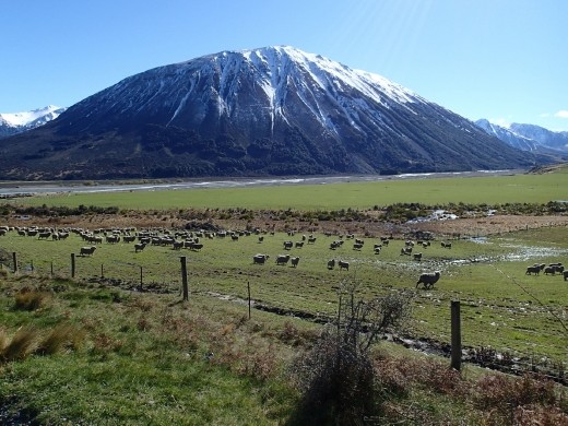 Typical NZ Scenery, sheep, snow, paddocks, road to Lake Coleridge, Canterbury, NZ