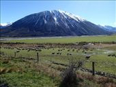 Typical NZ Scenery, sheep, snow, paddocks, road to Lake Coleridge, Canterbury, NZ: by jambopablo, Views[320]