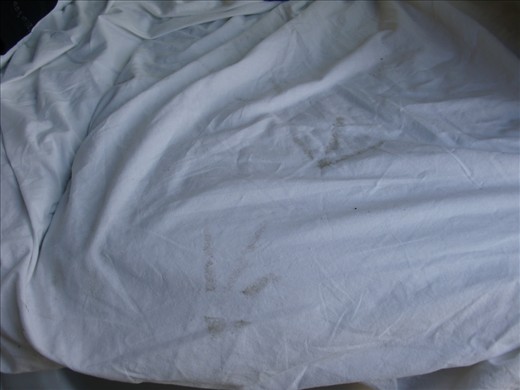 While fishing I had a wee visitor in my van, left his or her footprints.