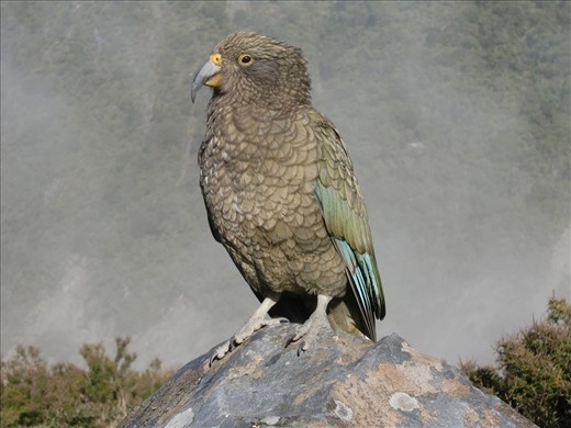 Kea, iconic New Zealand parrot  found in forested alpine areas. Inquisitive and mischievous. See next photo.