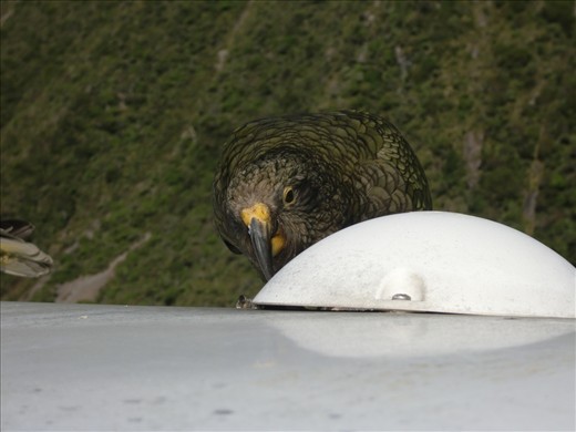 Get off my van ya little bugga, Kea seem to like the plastic dome on top of the van, it still has the scars.