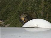 Get off my van ya little bugga, Kea seem to like the plastic dome on top of the van, it still has the scars.: by jambopablo, Views[242]
