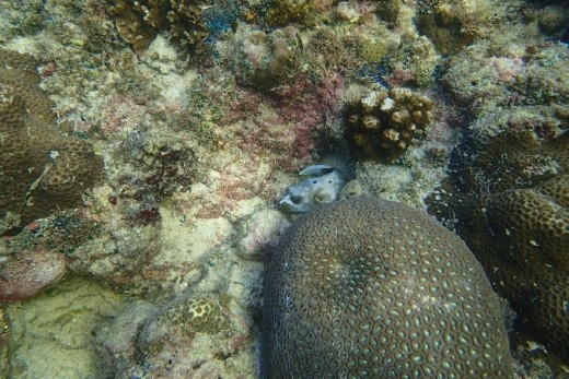 Haven't identified this yet. Had an encounter with thousands of sardines in a ball too.