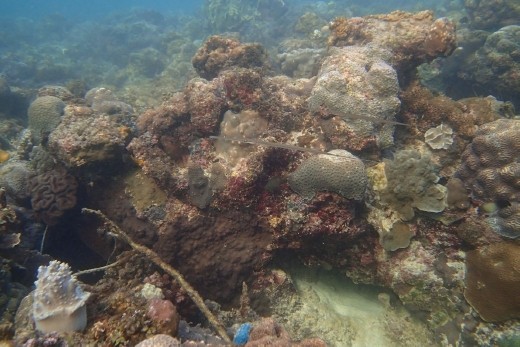 Trumpet fish, I think. Moalboal, Cebu.