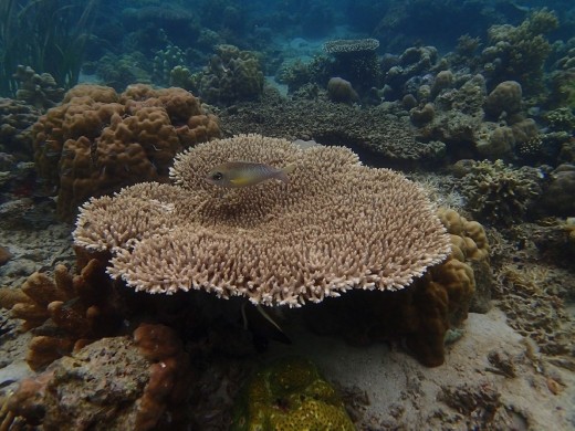 Snorkelling, Coron, Palawan