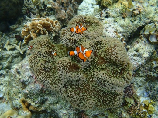 Nemo, Coron, Palawan