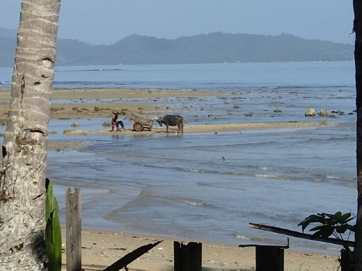 Each morning these guys would come past to collect sand. Puerto Barton, Palawan