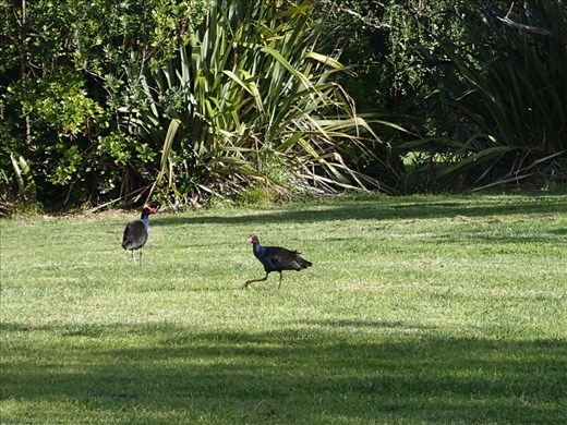 Pukeko at Tawharanui Regional Park, home to Kiwi, Kakapo, Bell bird and other native species. Has pest proof fence.