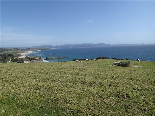 Pure New Zealand coastline shot, Tawharanui Regional Park.