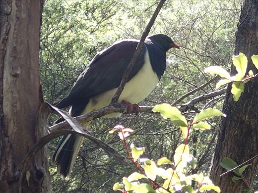 Kererū, New Zealand Native Wood Pigeon, I have it on good authority they taste like chicken, protected now of course. 
