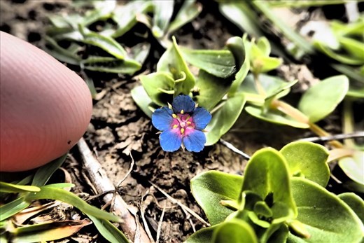 Tawharanui Regional Park, tiny wee flower, yes that's my index finger.