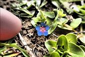 Tawharanui Regional Park, tiny wee flower, yes that's my index finger.: by jambopablo, Views[262]