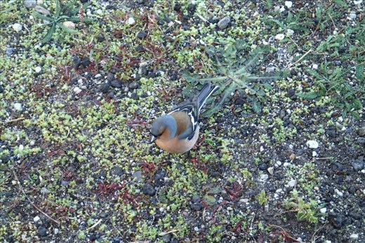 Robin coming to check out my cheese platter. Friendly wee fella.