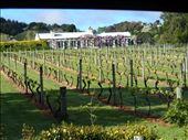 Classic Havelock North Winery: by jambopablo, Views[267]