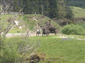 Driftwood animals I came across along SH4, Raurimu, King Country, North Island: by jambopablo, Views[215]