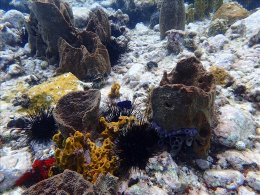 Snorkeling at my favourite spot near the Pitons, Soufrière, Saint Lucia