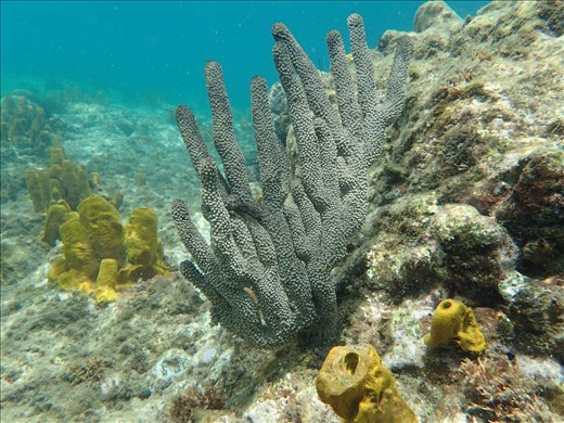 Snorkeling at my favourite spot near the Pitons, Soufrière, Saint Lucia