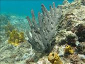 Snorkeling at my favourite spot near the Pitons, Soufrière, Saint Lucia: by jambopablo, Views[161]