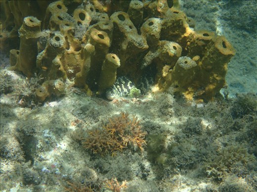 Snorkeling at my favourite spot near the Pitons, Soufrière, Saint Lucia