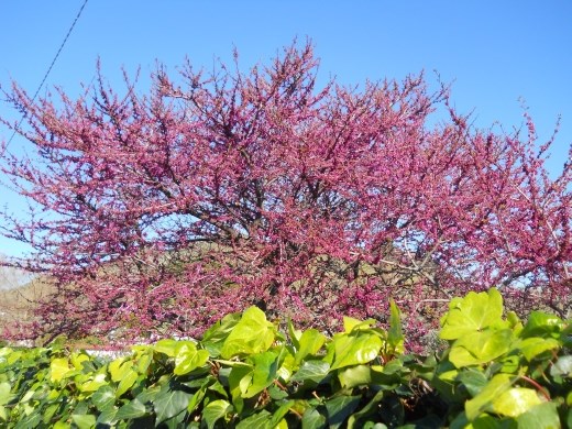 Bordighera Italy is noted for its gorgeous floral displayss.