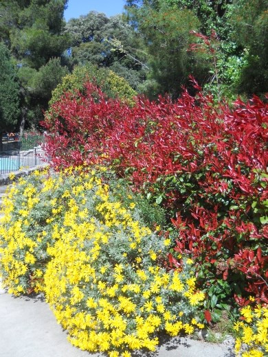 Flowers on the grounds of the Park at the Castle in Nice
