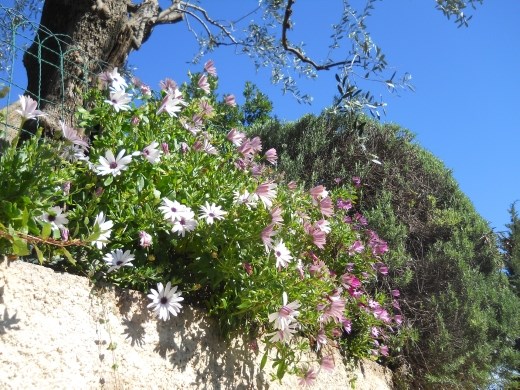 Flowers trailing down a hillside home near Ephrussi De Rothschild  Villa in St Jean Cap Ferrat