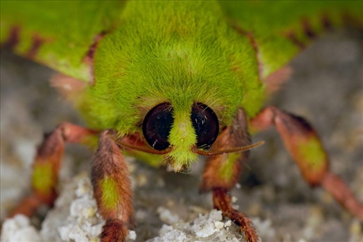 Innes National Park has many amazing species, some big, some small and some small and very green. This little moth is a Aenetus eximius who decided my shoe would be a good place to lay its eggs. 