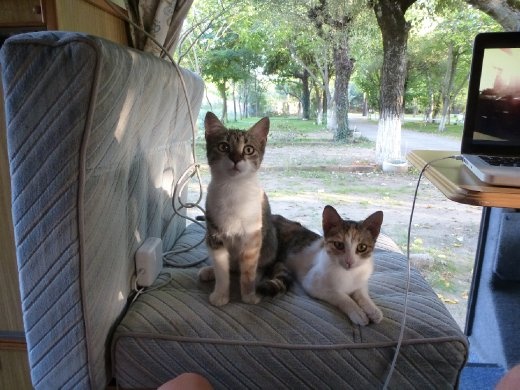 Double trouble-especially the one on the right who snuck in and slept in the van!