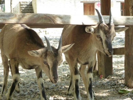 Goats, Samaria Gorge