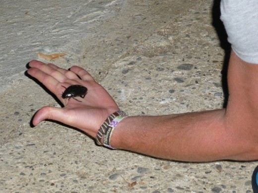 Massive beetle found on the way to the bathrooms