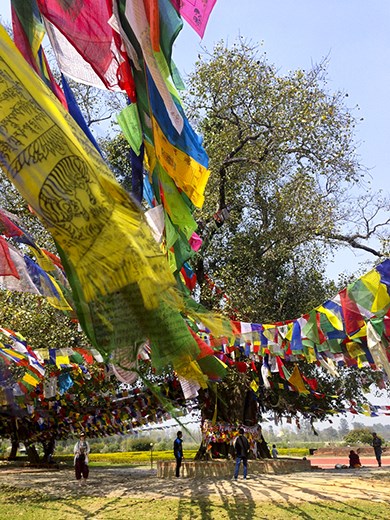 The tree Buddha was born under. 