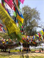 The tree Buddha was born under. : by jamesbowen, Views[275]