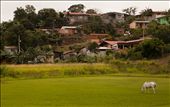A horse grazing on a soccer field in Tilaran: by jamesdnapier, Views[228]