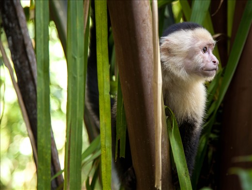Hanging out with the monkeys in Manuel Antonio National Park