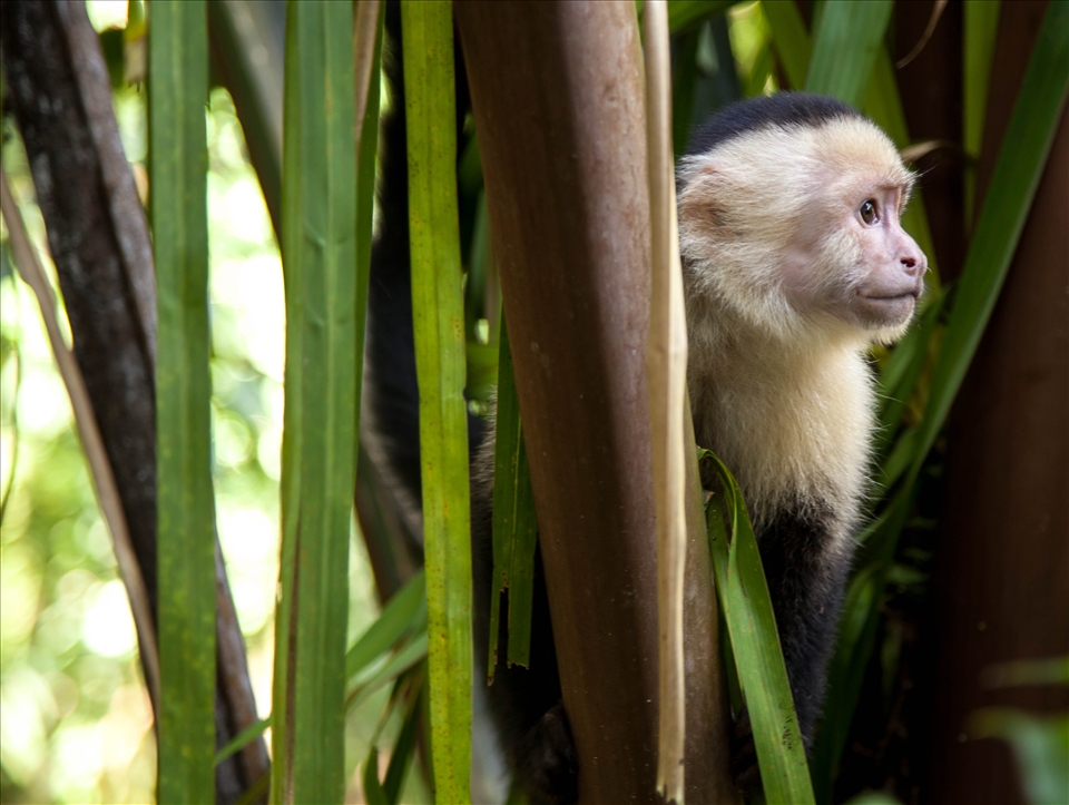 Hanging out with the monkeys in Manuel Antonio National Park