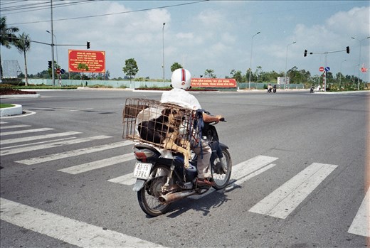 A dog being transported down the highway, taken near Ho Chi Minh City