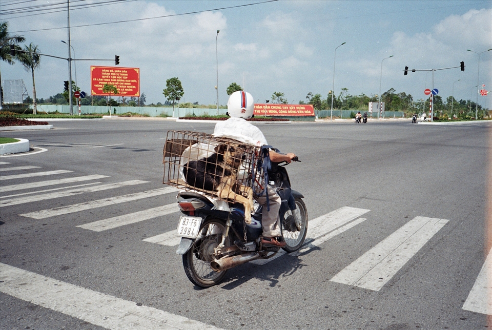 A dog being transported down the highway, taken near Ho Chi Minh City