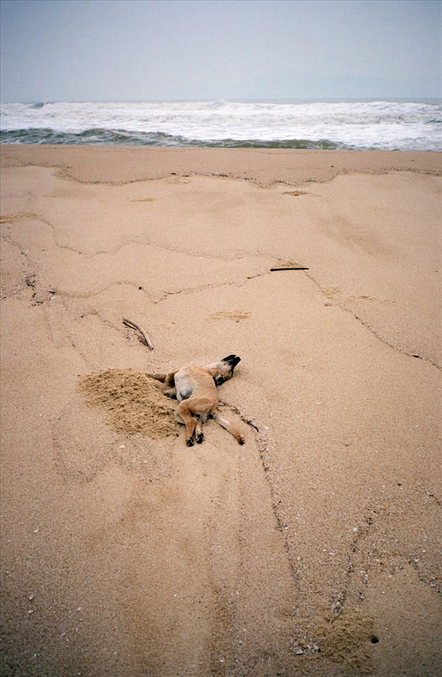 A dead dog, buried on Da Nang beach