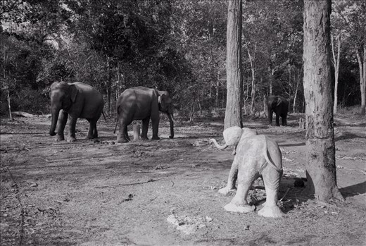 Elephant sculpture watches on at a National Park