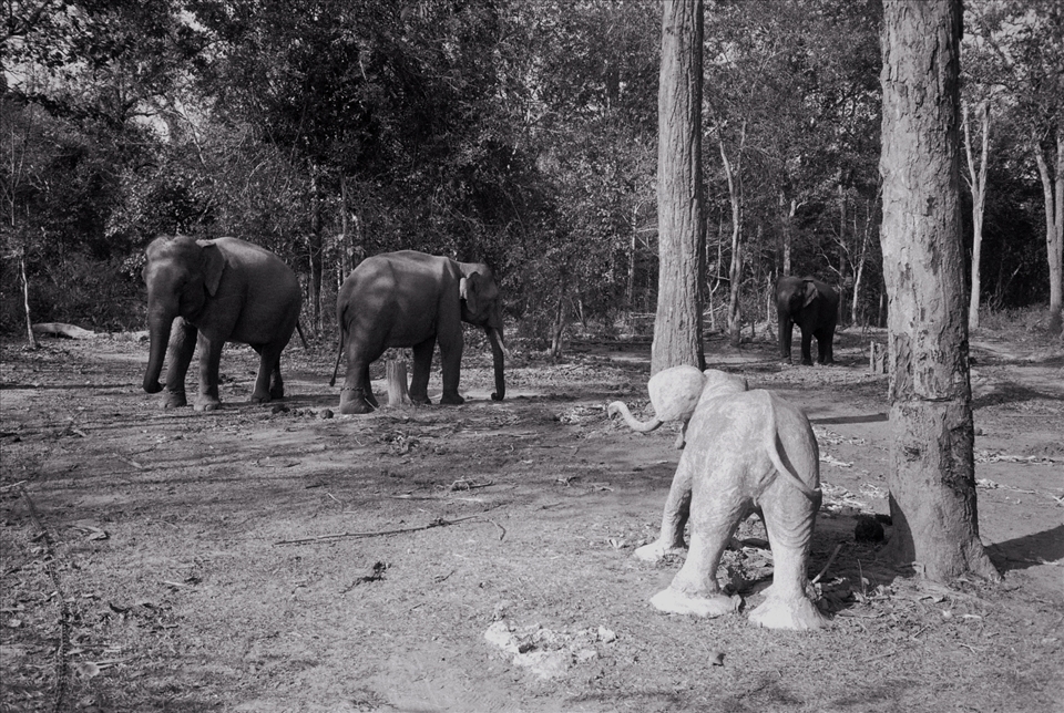 Elephant sculpture watches on at a National Park