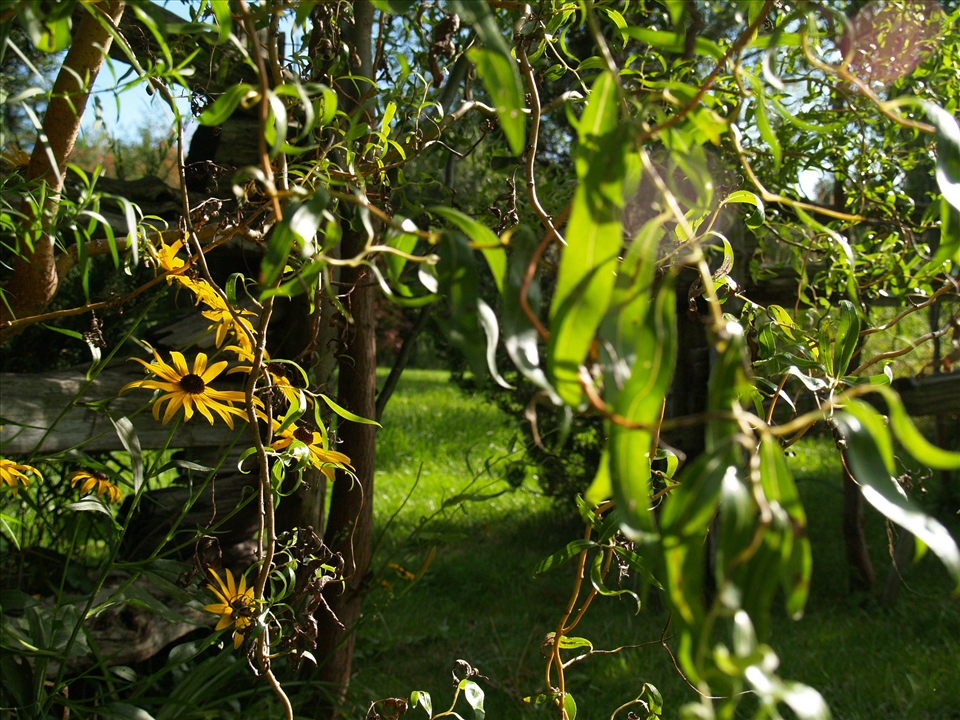 Summer. The black-eyed susans come alive and create a fairy tale like environment. I stumbled across this, seemingly, enchanted part of the town, on what was easily the most inspiring day of exploration. Ashburn is truly magical in the Summer.