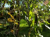 Summer. The black-eyed susans come alive and create a fairy tale like environment. I stumbled across this, seemingly, enchanted part of the town, on what was easily the most inspiring day of exploration. Ashburn is truly magical in the Summer.: by jamielauder, Views[460]