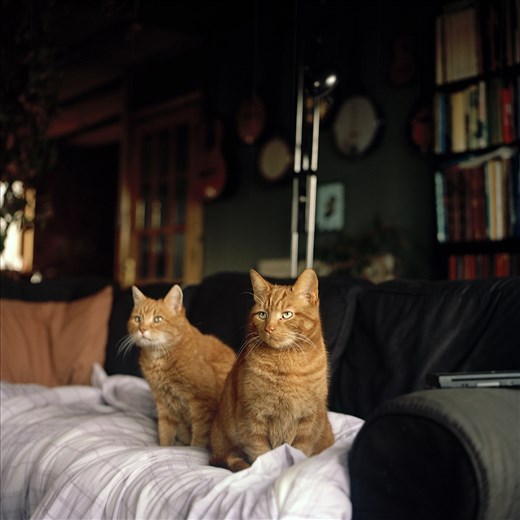 Bryan's cats. A combined age of nearly thirty years.