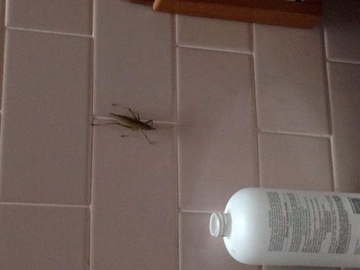 Grasshopper in the bathroom that scared the shit of Cheyne 