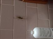 Grasshopper in the bathroom that scared the shit of Cheyne : by jamirieder, Views[490]