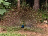 Pet peacock: by jamirieder, Views[365]