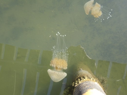 Jellyfish off the docks of Wonboyn boat launch